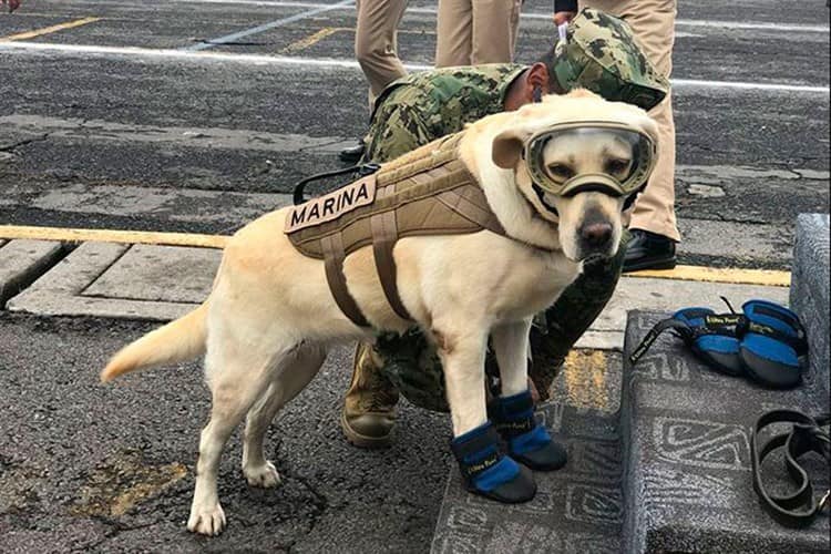 ¿Te acuerdas de Frida, la perrita rescatista en sismos? Ahora tiene su propia estatua