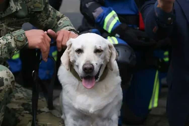 ¿Te acuerdas de Frida, la perrita rescatista en sismos? Ahora tiene su propia estatua