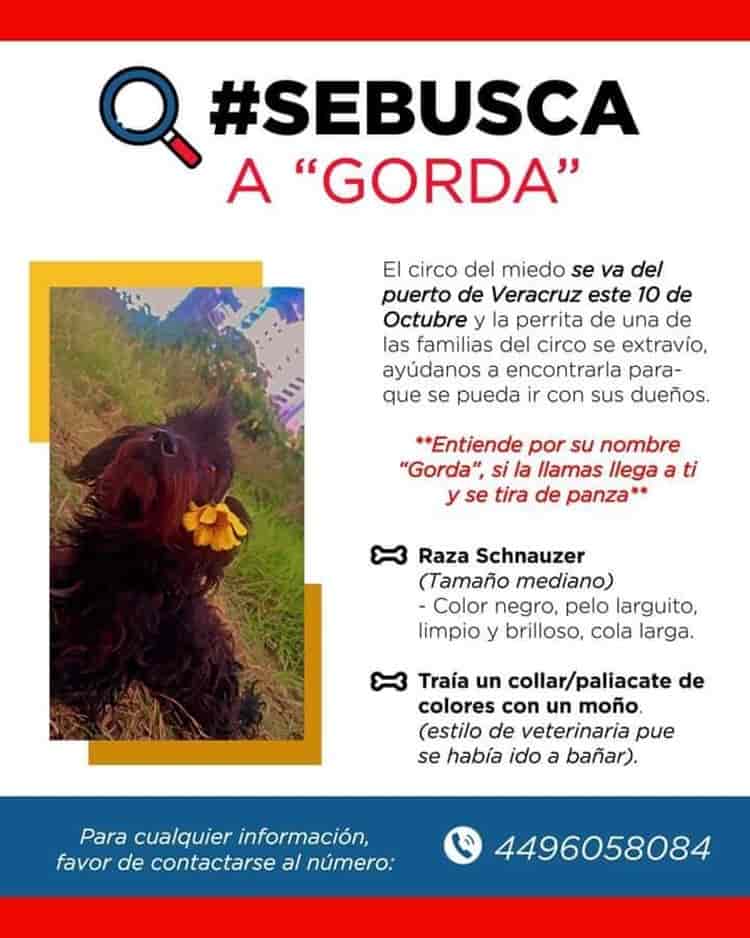 Siguen buscando a perrita sustraída del Circo del Miedo en Boca del Río