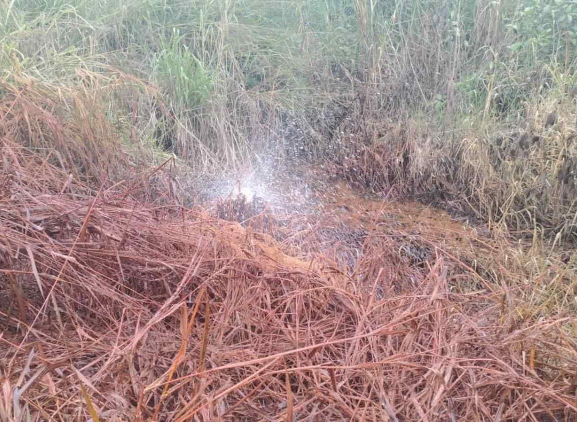 Derrame de salmuera afecta flora y fauna en Nanchital