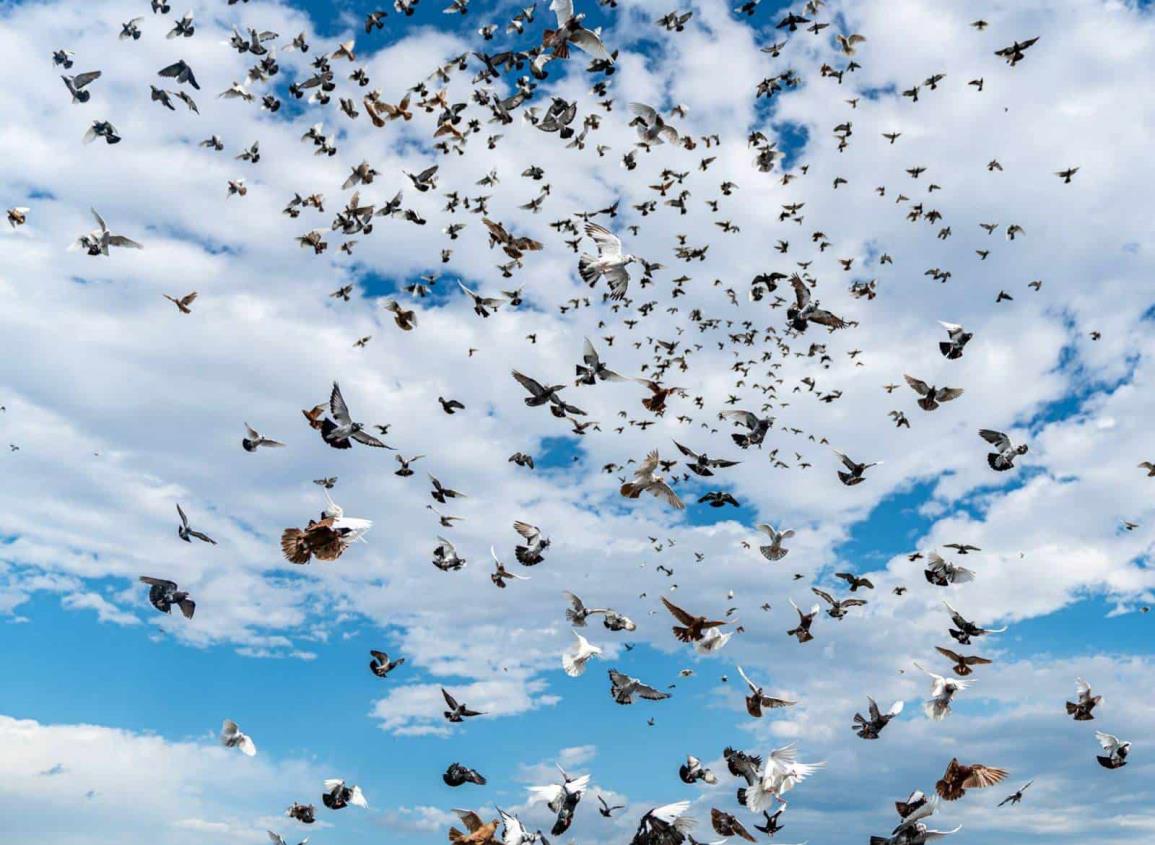 Exceso de iluminación afecta la migración de aves