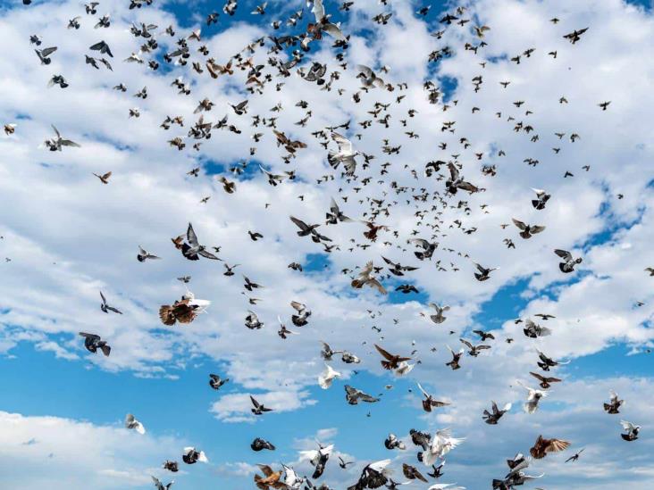 Exceso de iluminación afecta la migración de aves