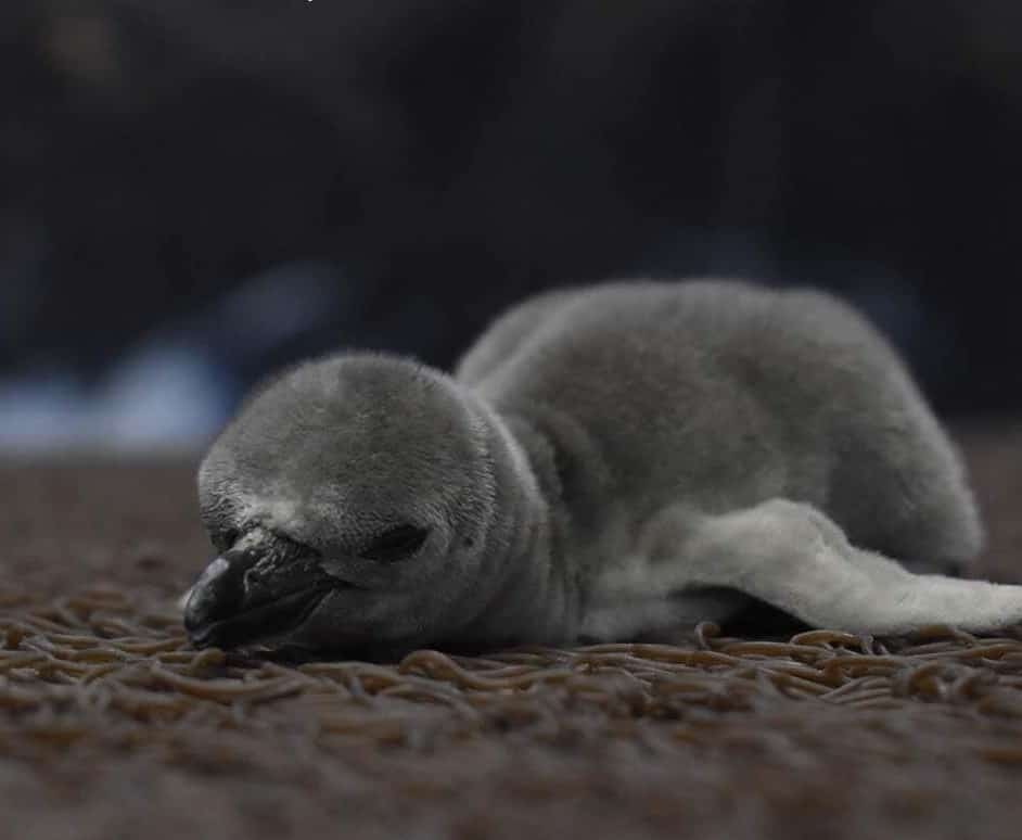 Presentan los posibles nombres de las crías de pingüinos del Aquarium de Veracruz