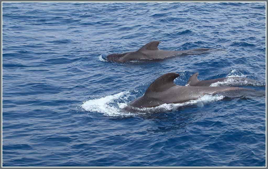 Mueren 250 ballenas piloto varadas en isla de Nueva Zelanda