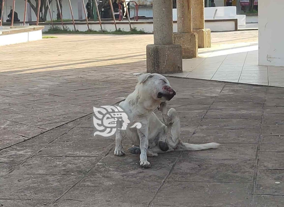 En Moloacan, perros callejeros son objeto de violencia