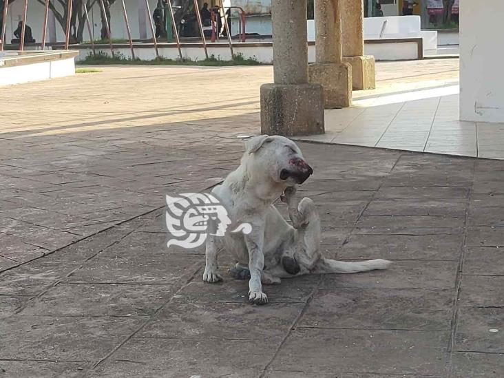 En Moloacan, perros callejeros son objeto de violencia