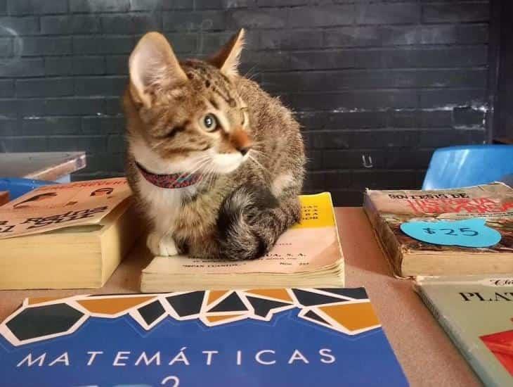 #JusticiaParaHaru; gatito atacado en instalaciones de la UNAM (+Video)