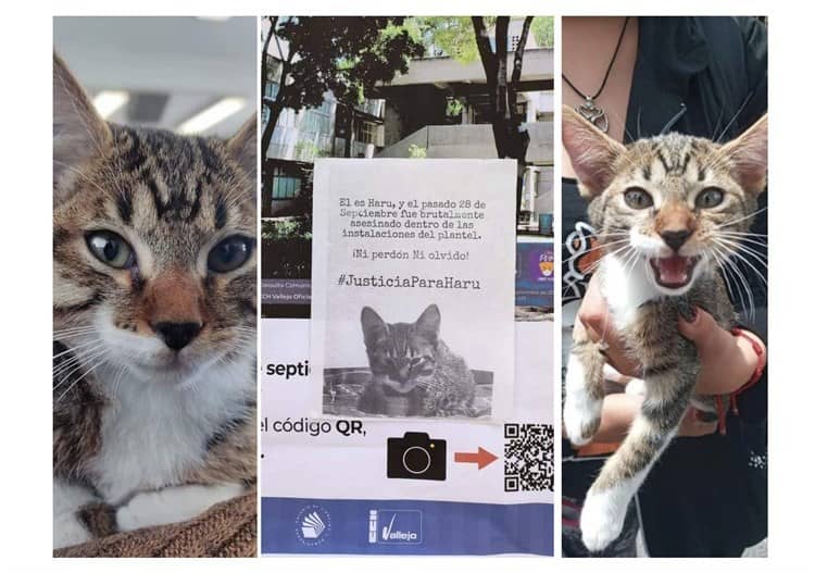 #JusticiaParaHaru; gatito atacado en instalaciones de la UNAM (+Video)