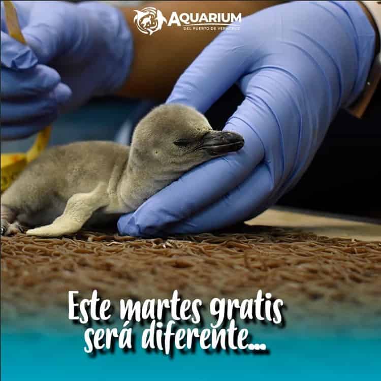 Presentan los posibles nombres de las crías de pingüinos del Aquarium de Veracruz