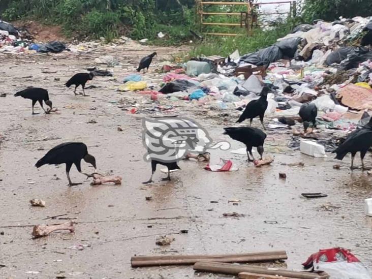 Montones de basura invaden acceso al panteón de Nanchital