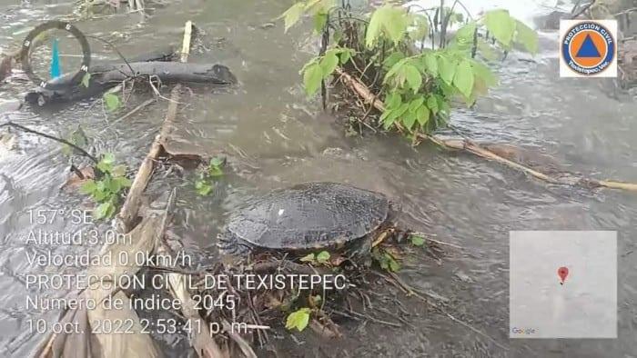 Derrame de hidrocarburo provoca ecocidio en arroyo de Texistepec