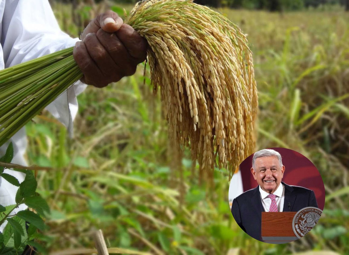 AMLO atenderá propuestas de cultivo de bambú y arroz en Minatitlán