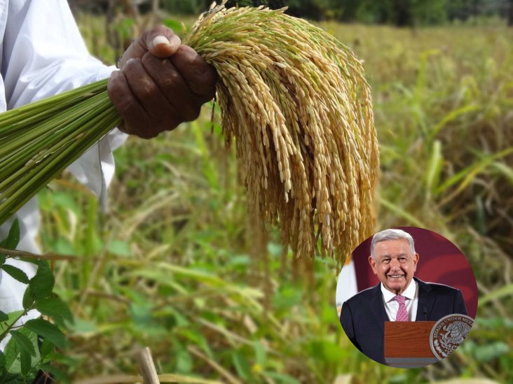 AMLO atenderá propuestas de cultivo de bambú y arroz en Minatitlán