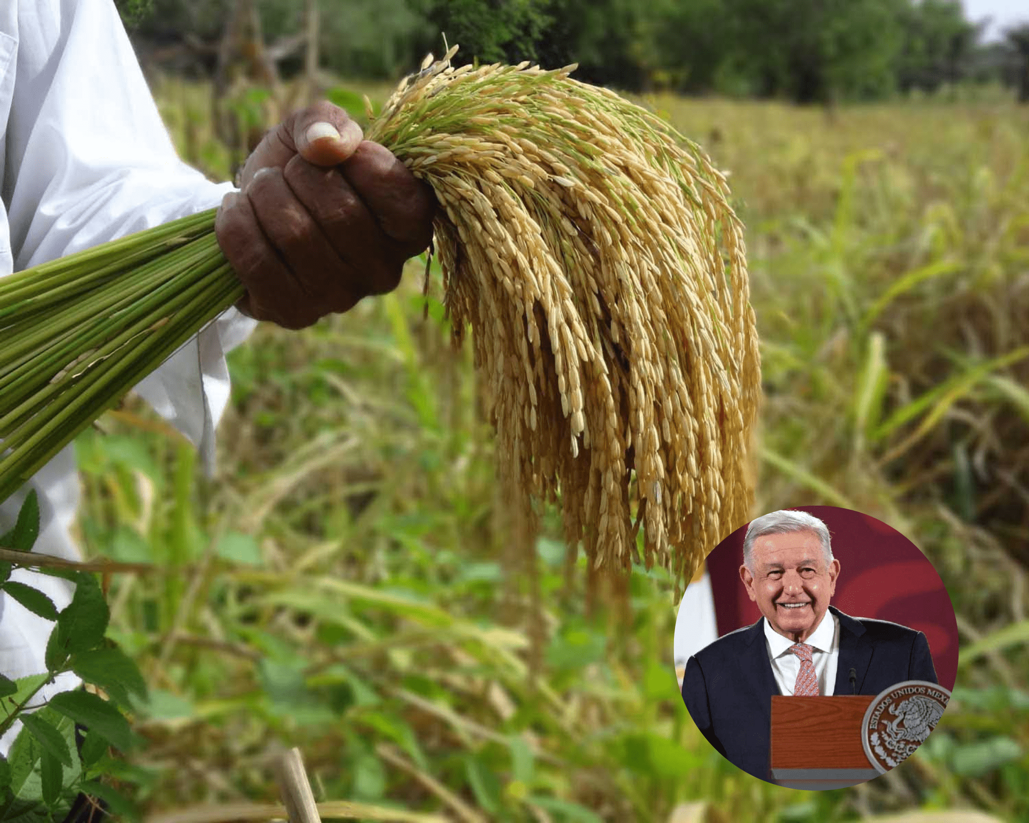 AMLO atenderá propuestas de cultivo de bambú y arroz en Minatitlán