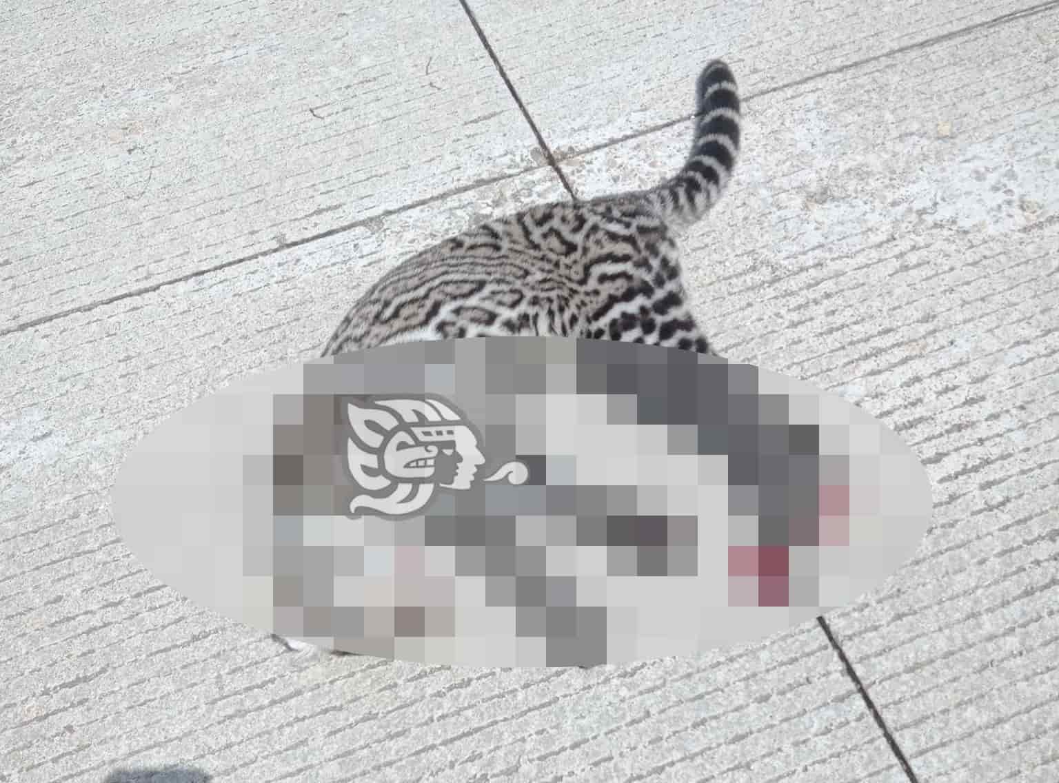 Encuentran a felino sin vida en caminos de la zona industrial de Coatzacoalcos