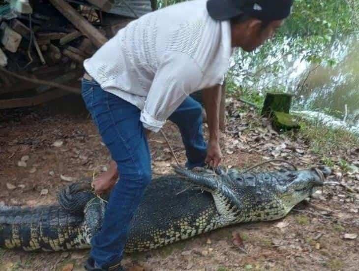 ¡Se lo querían botanear! Capturan enorme lagarto en Tabasco