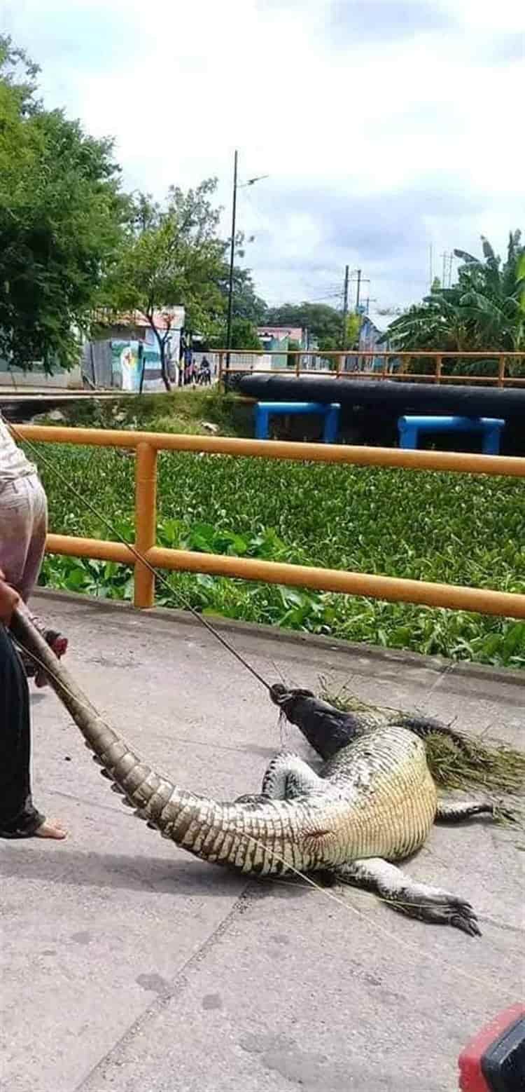 ¡Se lo querían botanear! Capturan enorme lagarto en Tabasco