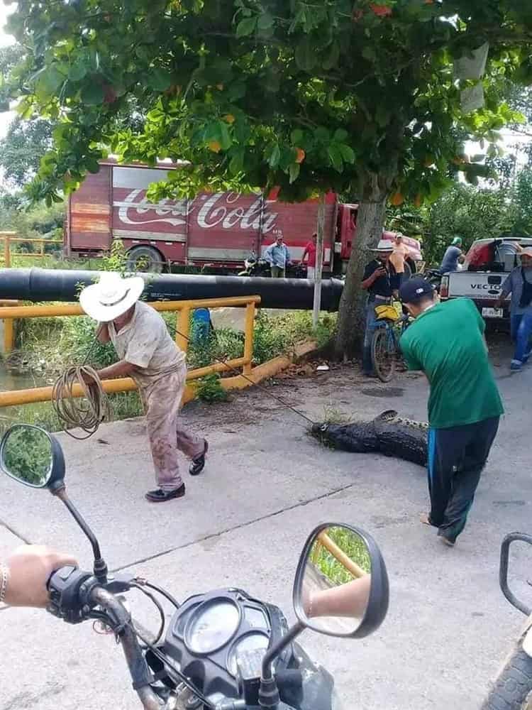 ¡Se lo querían botanear! Capturan enorme lagarto en Tabasco