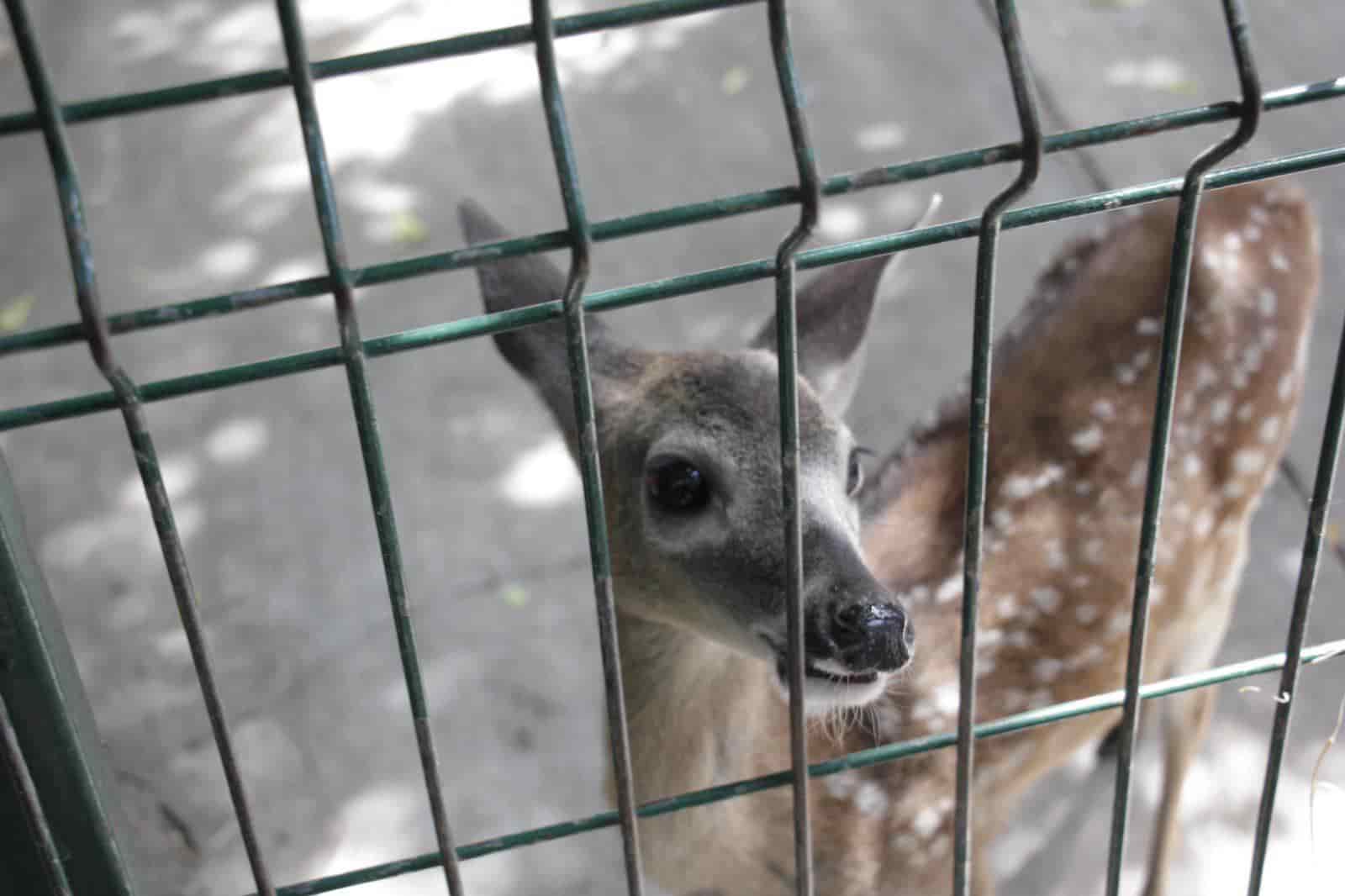 Pambi la venado cola blanca fue rescatada en carreteras de Veracruz (+Video)