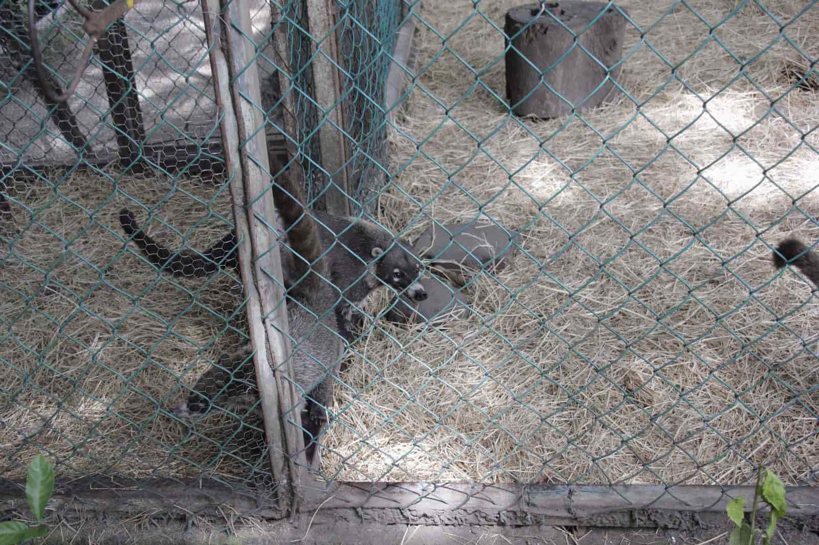 Coatí nace en Zoológico de Veracruz; se llama Volo (+Video)