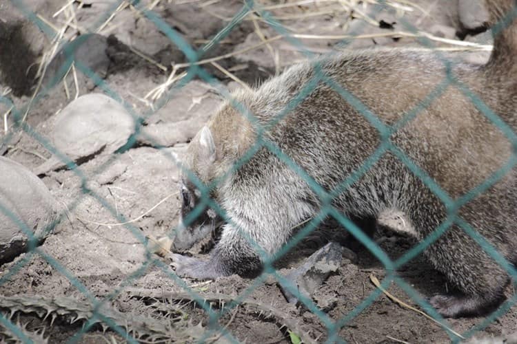 Coatí nace en Zoológico de Veracruz; se llama Volo (+Video)