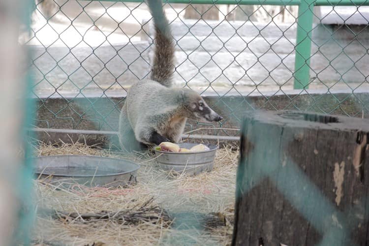 Coatí nace en Zoológico de Veracruz; se llama Volo (+Video)