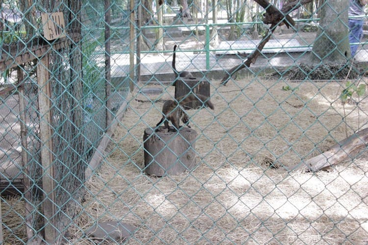 Coatí nace en Zoológico de Veracruz; se llama Volo (+Video)