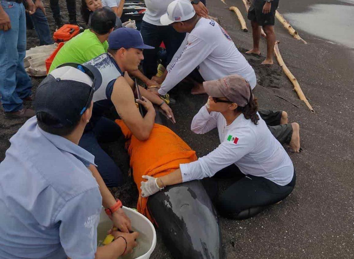 Suman esfuerzos para salvar la vida a delfín “Cabeza de Melón” en Alvarado(+Video)