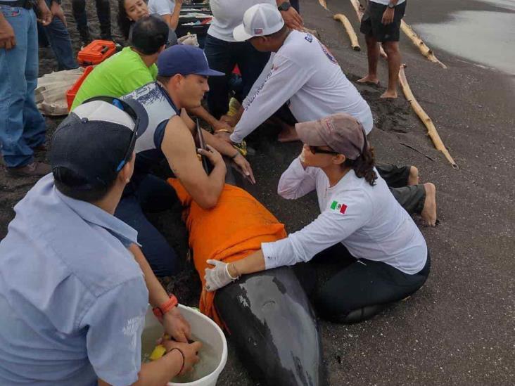 Suman esfuerzos para salvar la vida a delfín “Cabeza de Melón” en Alvarado(+Video)