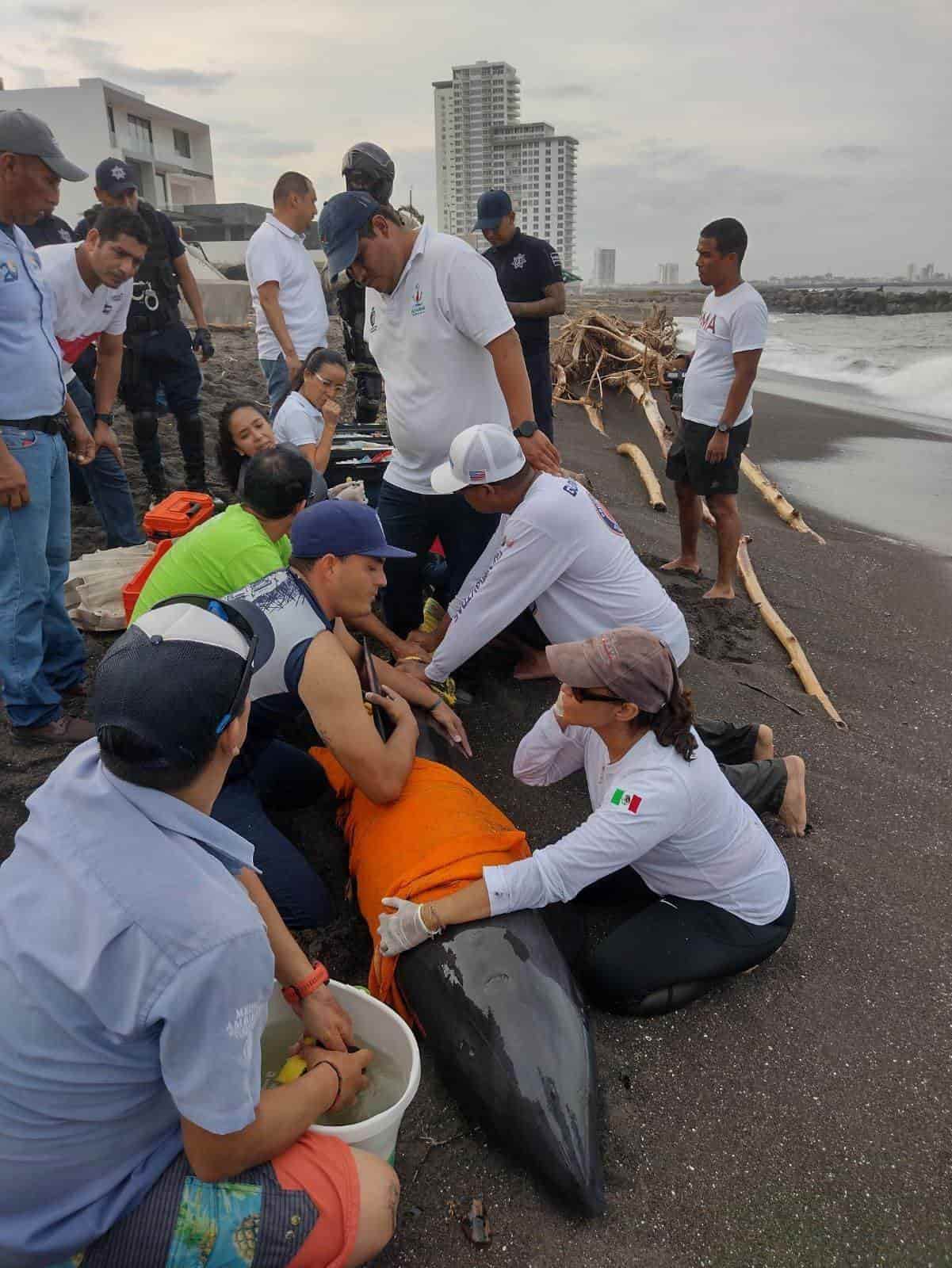 Suman esfuerzos para salvar la vida a delfín “Cabeza de Melón” en Alvarado(+Video)