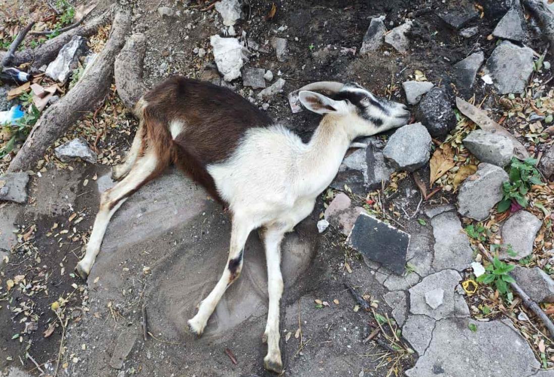 Abandonan a cabra con golpe de calor en calles de Veracruz