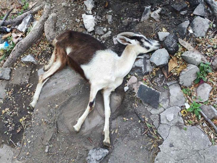 Abandonan a cabra con golpe de calor en calles de Veracruz