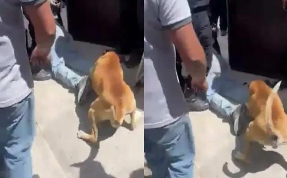 Presunto ladrón es mordido por un perro cuando se metió a una casa(+Video)