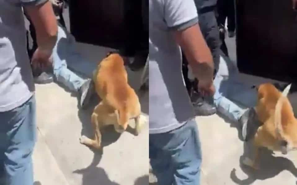 Presunto ladrón es mordido por un perro cuando se metió a una casa(+Video)