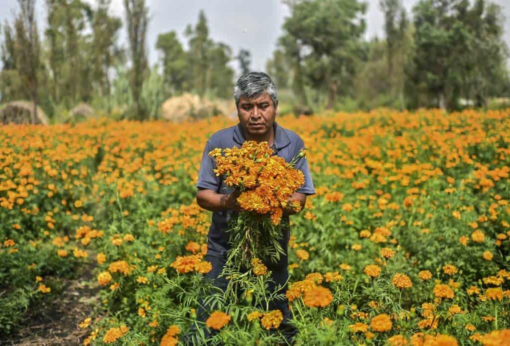 Inicia la venta de flores de cempasúchil en Nanchital