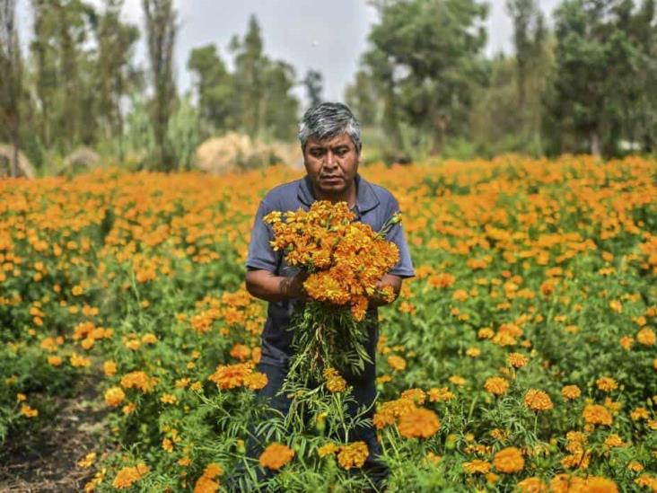 Cempasúchil, flor 100% mexicana que esta siendo desplazada por China