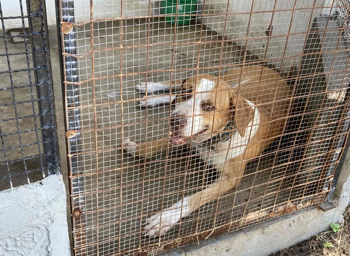 ¡Adopta, no compres! 70 perros y gatos buscan una segunda oportunidad en Veracruz