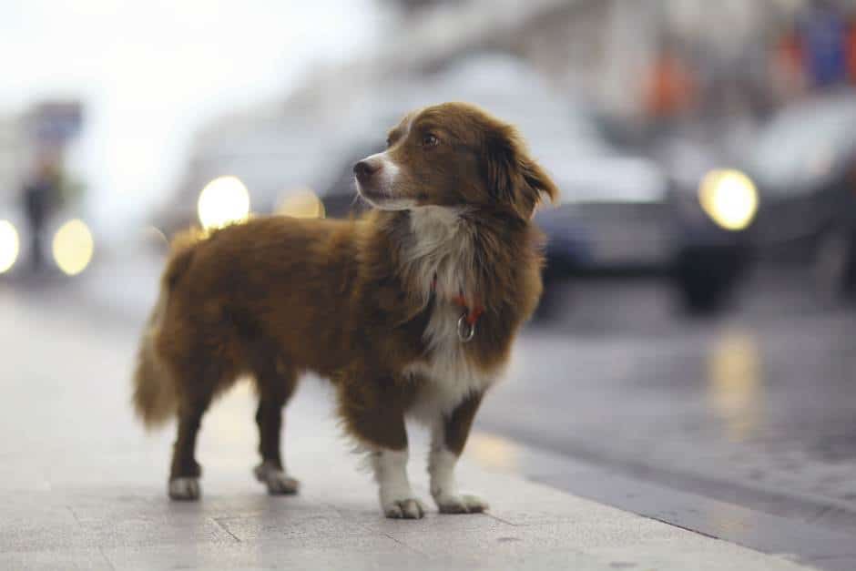 Aumenta el abandono de mascotas en calles y refugios de Veracruz