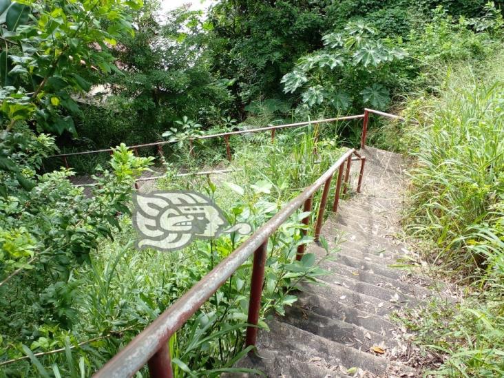 Una selva en la calle Flores Magón de Coatzacoalcos