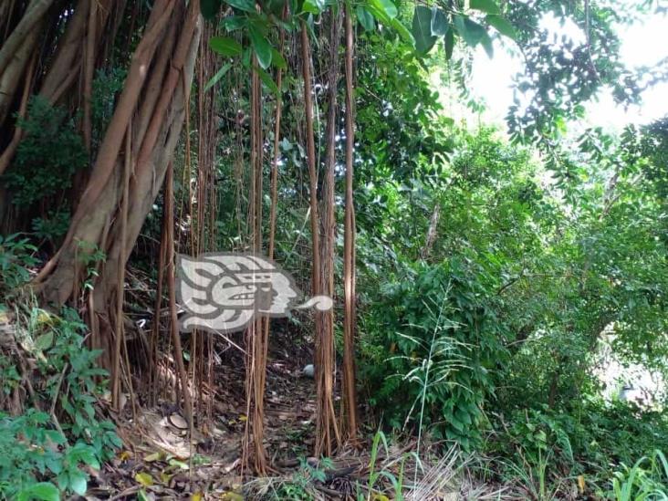 Una selva en la calle Flores Magón de Coatzacoalcos