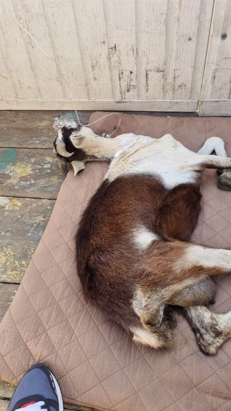 Cabra rescatada con golpe de calor permanecerá en el zoológico de Veracruz(+Video)