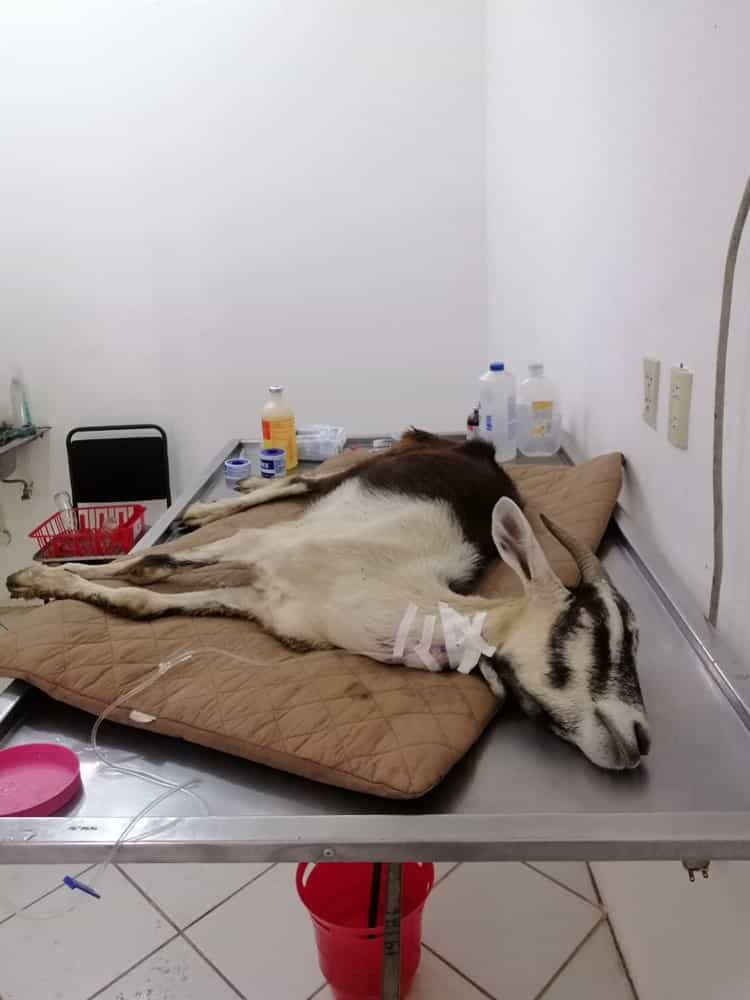 Cabra rescatada con golpe de calor permanecerá en el zoológico de Veracruz(+Video)