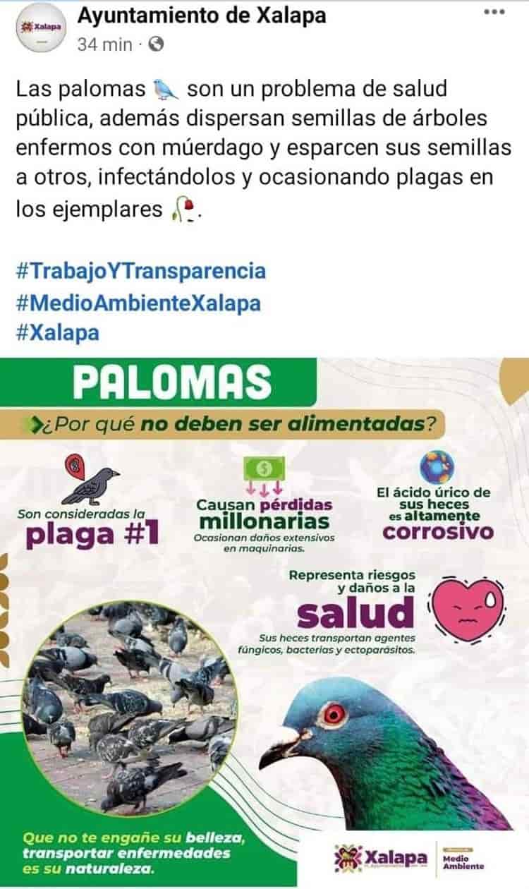 Ayuntamiento de Xalapa prohíbe alimentar a los pichones