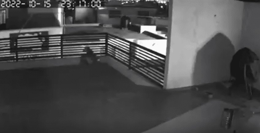 Lomitos evitaron que un hombre saqueara una casa(+Video)