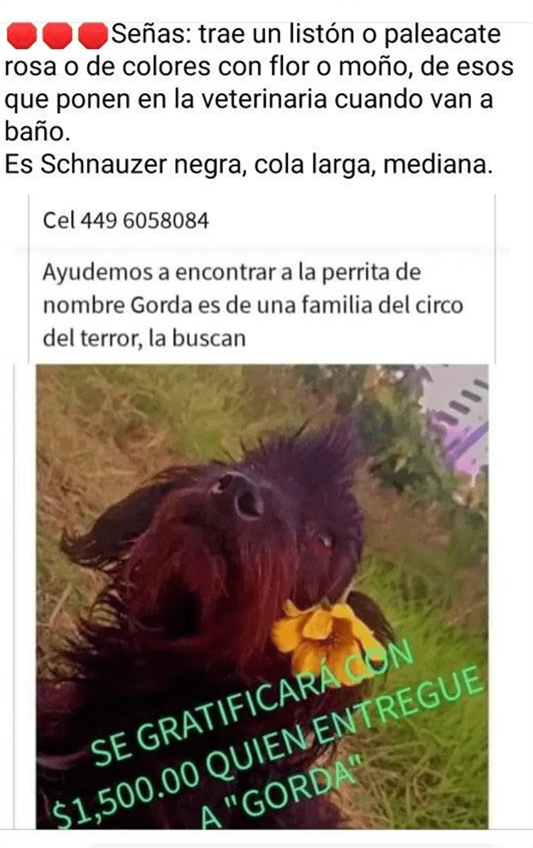 A distancia Circo del Miedo piden regresen a su perrita Gorda extraviada en Boca