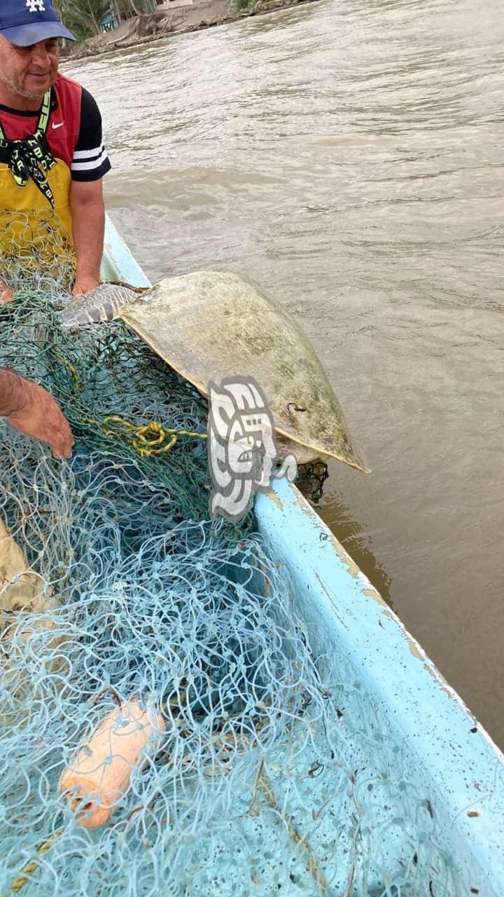 Pescadores de Costa Esmeralda rescatan tortuga marina