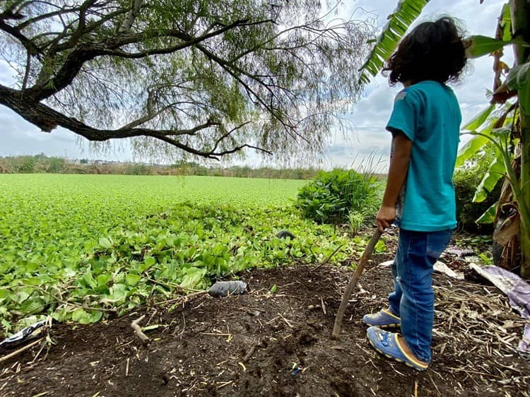 ¿Sabes cómo se creó la cooperativa “Hormigas Acuáticas” en Veracruz?