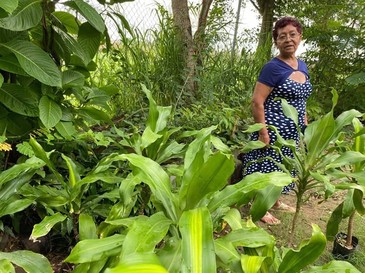 ¿Sabes cómo se creó la cooperativa “Hormigas Acuáticas” en Veracruz?