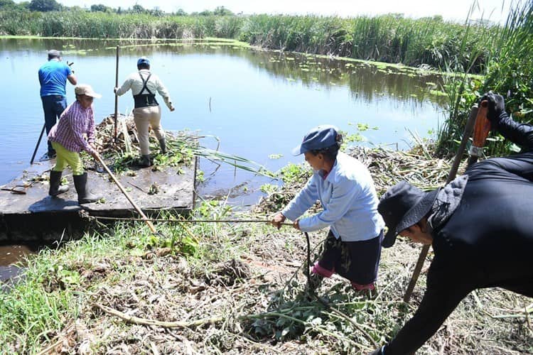 ¿Sabes cómo se creó la cooperativa “Hormigas Acuáticas” en Veracruz?