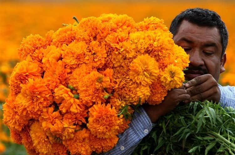 Cempasúchil chino quiere ganar terreno en México